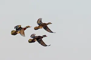 Daybreak Imagery: Wood duck males and female courtship flight, Marion County