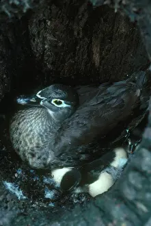 Treehole: Wood Duck in Nest