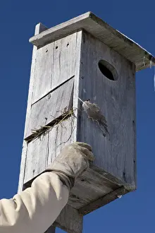 Restoration: Wood Duck Nest Cavity