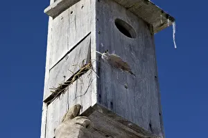 Restoration: Wood Duck Nest Cavity