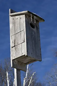 Restoration: Wood Duck Nest Cavity
