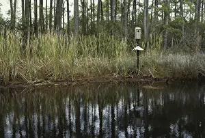 Sponsa: Wood Duck Nesting Box