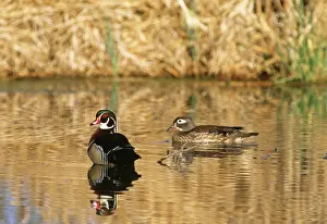 Sponsa: Wood Duck pair
