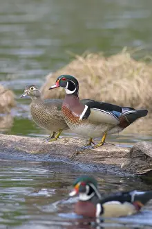 Sponsa: Wood Duck Pair