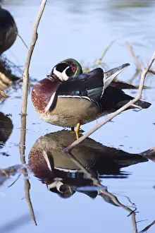 Preens: Wood Duck Preening