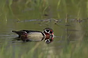 Caroline: Wood Duck Swimming