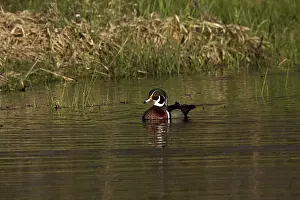 Caroline: Wood Duck Swimming