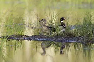 Caroline: Wood Ducks