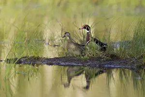 Caroline: Wood Ducks