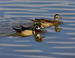 Sponsa: Wood Ducks