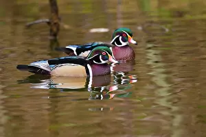 George: Wood ducks, George C. Reifel Migratory Bird