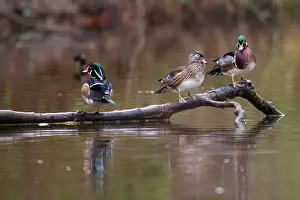 George: Wood ducks, George C. Reifel Migratory Bird