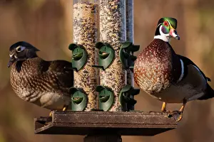 Feeder: Wood ducks, George C. Reifel Migratory Bird