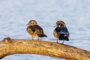 Daybreak Imagery: Wood ducks male and female in wetland, Marion County