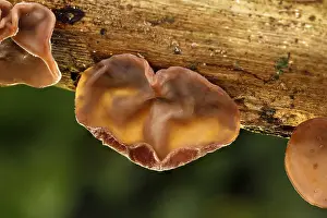 Jews: Wood Ear - Cornwall -UK