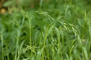 Festuca: Wood Fescue