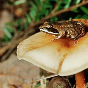Donna Dickson: WOOD FROG