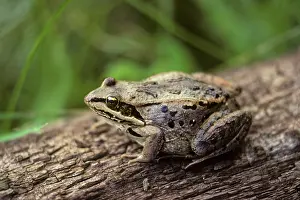 Sylvaticus: Wood frog