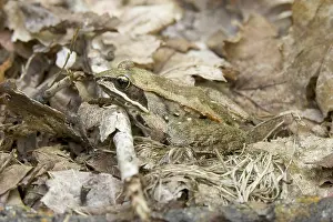 Taylor: Wood Frog