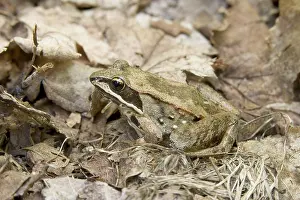 Taylor: Wood Frog