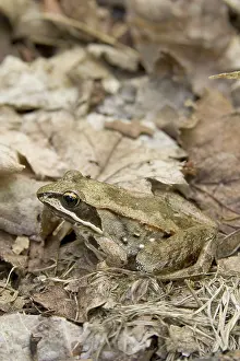 Taylor: Wood Frog