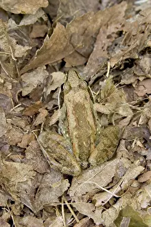 Taylor: Wood Frog