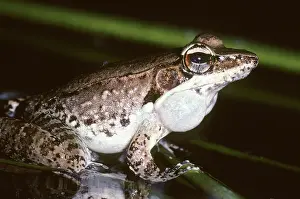 Amphbians: Wood Frog - calling