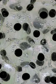 Sylvaticus: Wood Frog Communal Egg Mass