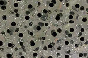 Sylvaticus: Wood Frog Communal Egg Mass