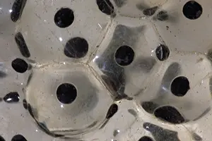 Rana: Wood Frog Communal Egg Mass (Rana sylvatica) (Lithobates