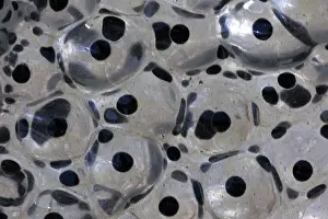 Rana: Wood Frog Communal Egg Mass (Rana sylvatica) (Lithobates