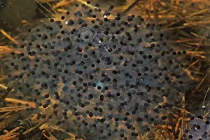 Sylvaticus: Wood Frog Egg Mass