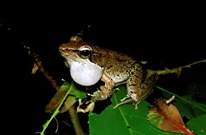 Sacs: Wood frog - male, calling. Unlike most Australian