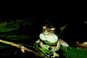 Sacs: Wood frog - male with mosquitoes on head, calling