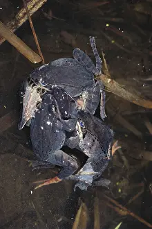 Mobbing: Wood Frog Mating Ball