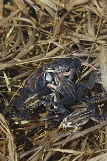 Mobbing: Wood Frog Mating Frenzy