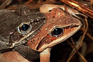 Sylvaticus: Wood Frog Pair in Amplexus