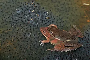 Sylvaticus: Wood Frog Pair in Amplexus - Atop communal egg mass