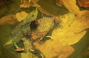 Frogspawn: Wood frog - spawn