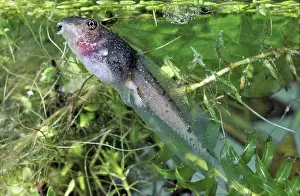 Tadpoles: Wood Frog Tadpole