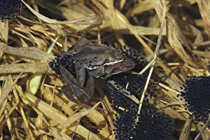 External: Wood Frogs and Eggs