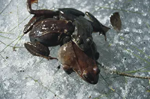 Competing: Wood Frogs on Ice