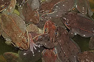 Sylvaticus: Wood Frogs males - attempting to mate with a single