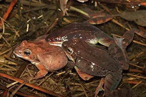 Attempting: Wood Frogs males - attempting to mate with a single female