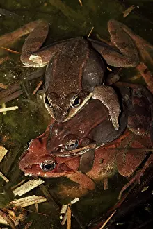 Sylvaticus: Wood Frogs males - attempting to mate with a single female