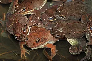 Sylvaticus: Wood Frogs males - attempting to mate with a single female