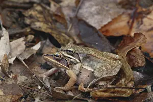 1995: Wood Frogs Mating