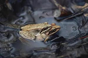 1995: Wood Frogs Mating