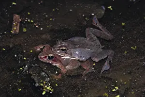 Ranidae: Wood Frogs Mating