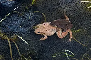 Frogspawn: Wood Frogs - pair in amplexus